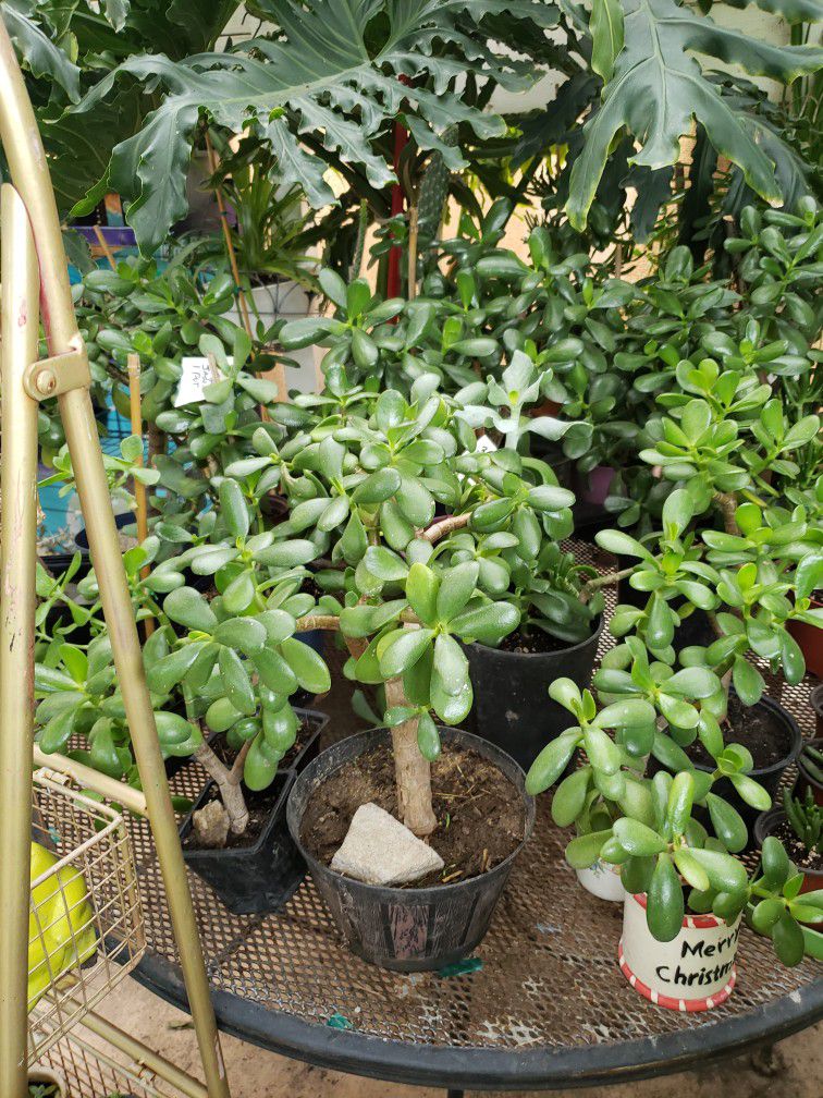 Jade Plants