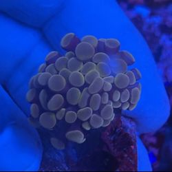 CandyCorn Hammer Display Decor