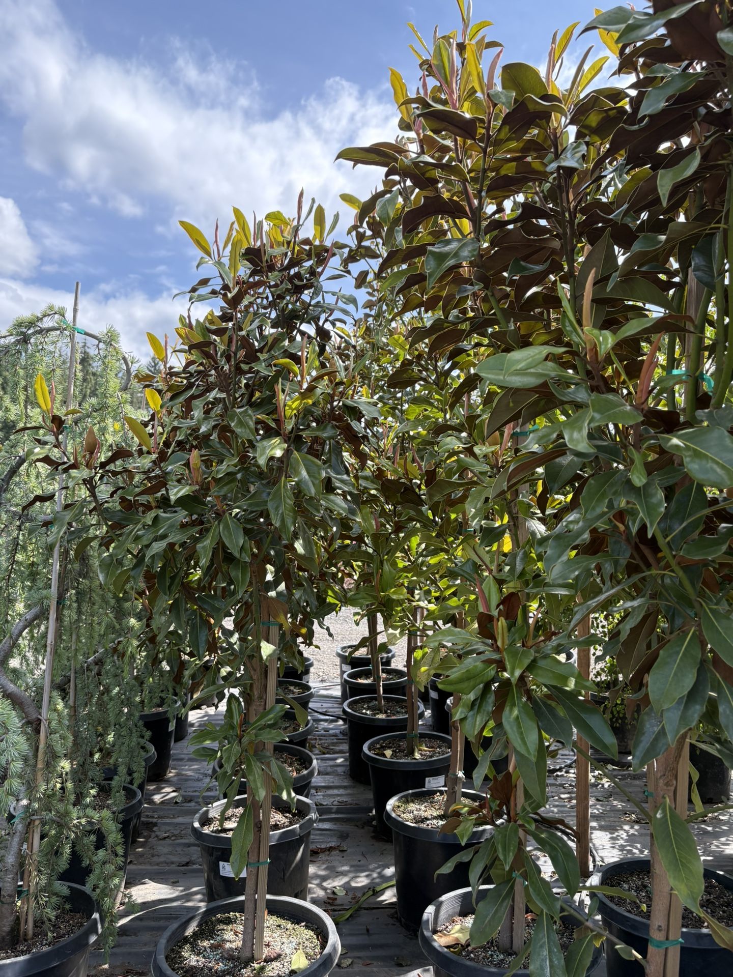 Huge Magnolias For Sale!
