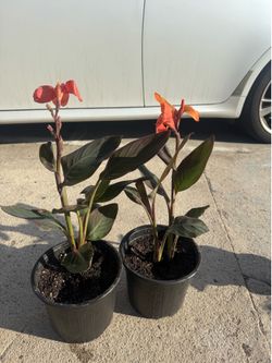 Canna Lily 12$ each
