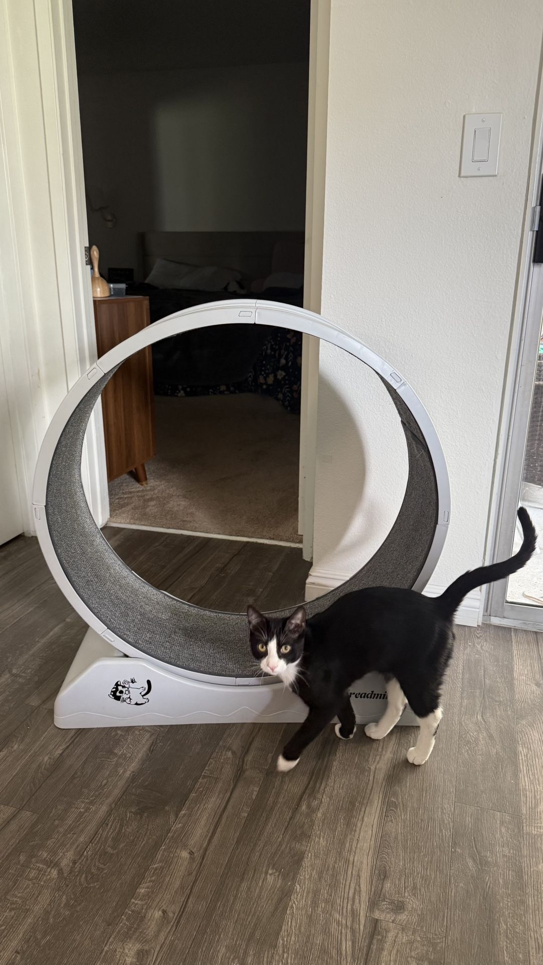 Grey Cat Exercise Wheel – Like New
