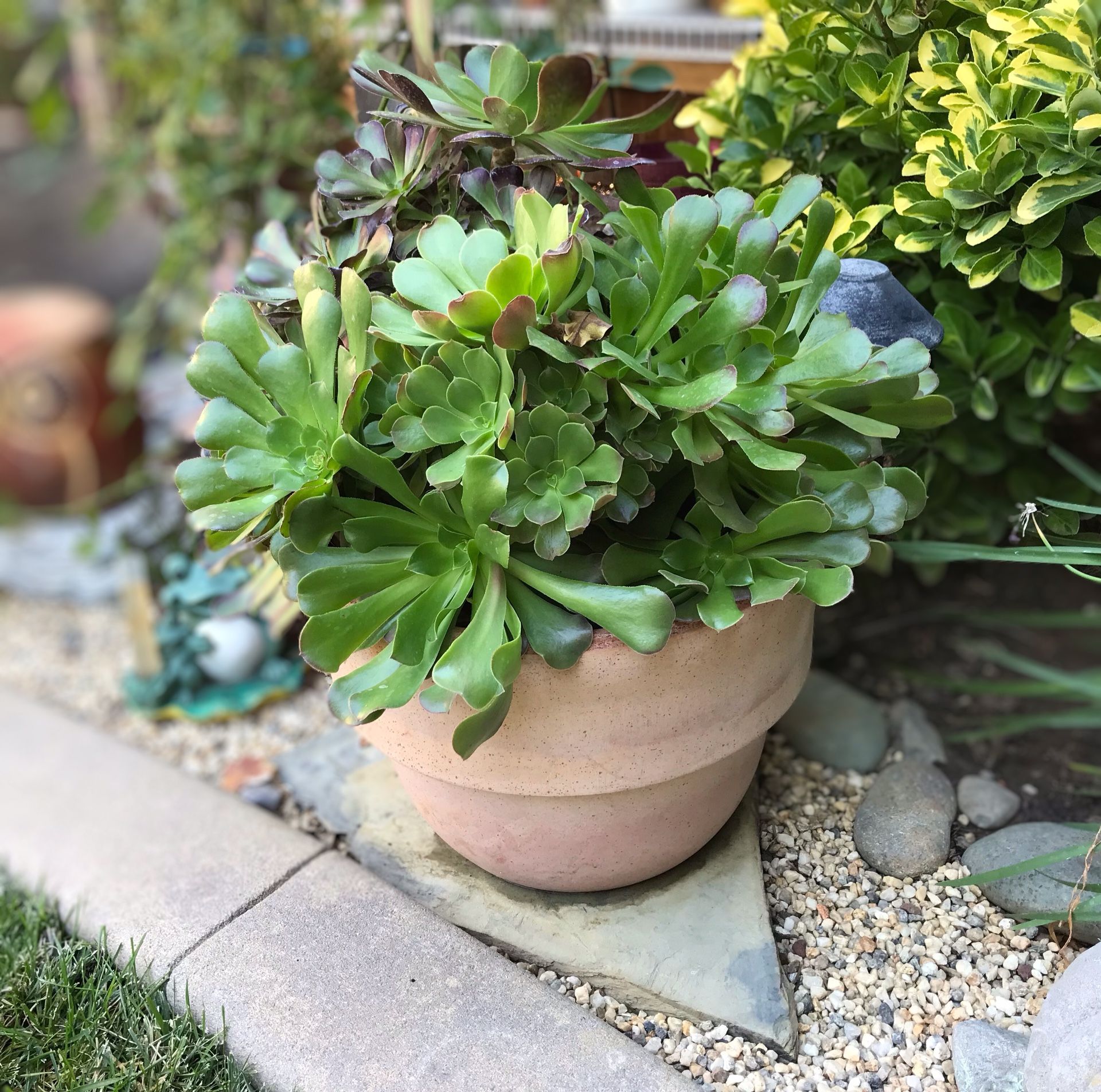 A large pot of aeonium in a nice terracotta pot