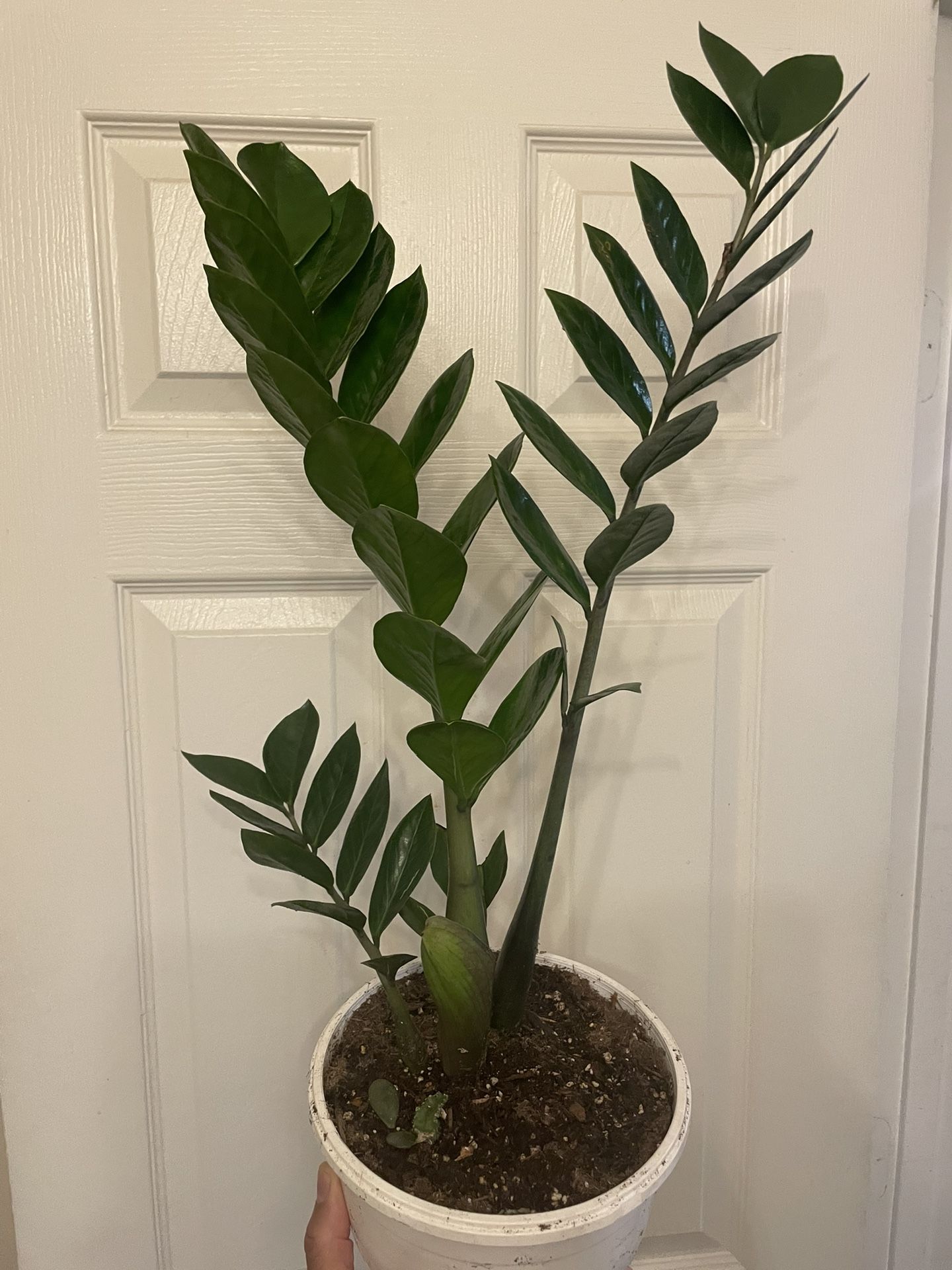 The ZZ Plant | Zanzibar Gem | Mature Plant | 2 Feet Tall | Very Hardy | Low Light and Drought Tolerant