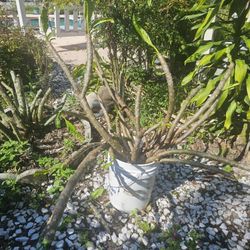 Rooted Plumeria   White Yellow Center/corn Plant