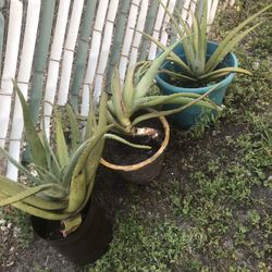 Aloe Vera Plants
