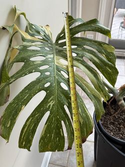 Giant variegated monstera Thai constellation indoor plant 🌱