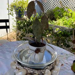 Hoya CAUDATA Sparkling Snow