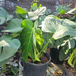 Monstera