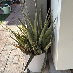 Aloe Vera  plant