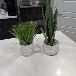 Decorative potted plants