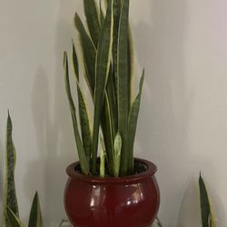 SNAKE Or Sansevieria Live Plant With Pot