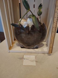 Plant