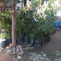 Árboles De Mandarina Dulce Con Semilla