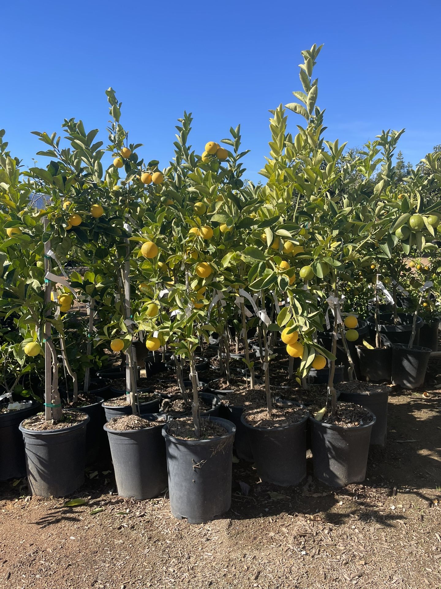 5 Gallon Size Citrus Trees - Lemon Trees - Lime Trees - Grapefruit