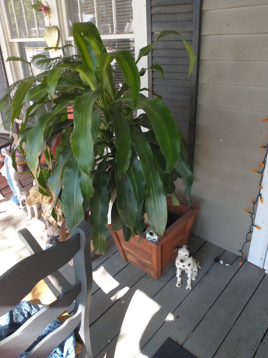 Big Tree Plant Plants Small Ones To
