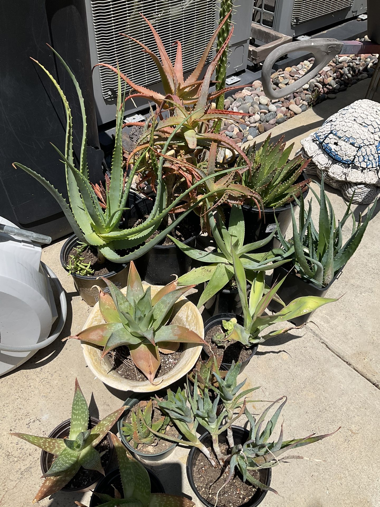 Lot Of Different Kinds Of Succulents Sale