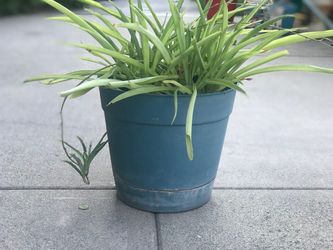 $6 Spider plant all green color￼