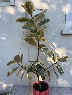Rubber Tree Plant