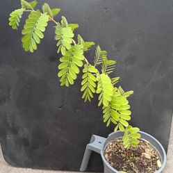 Tamarind Saplings