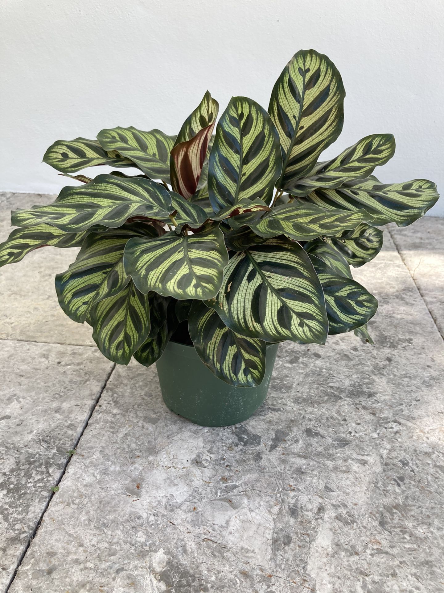 Rare Exotic Calathea Makoyana- 6” Peacock Plant In Green Pot