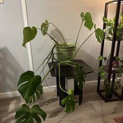 Monstera $25