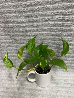 Indoor Live Plant