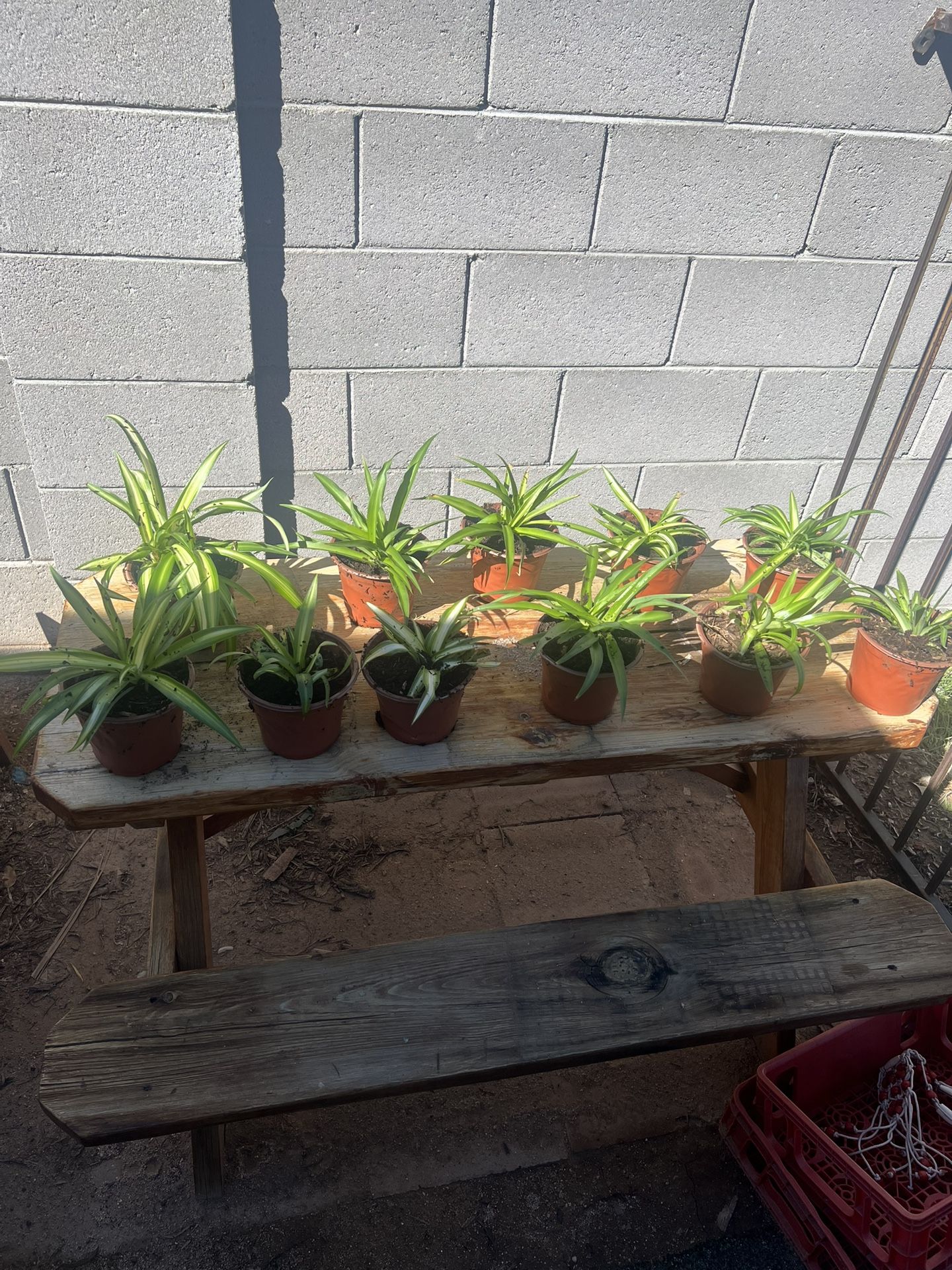 Spider Plants $5