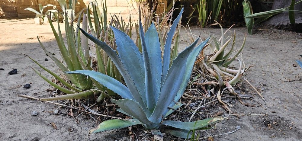 Agave Big and Small Agave Plant! For Sale! $5-$25