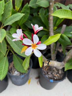 Potted Plumeria Plants 2 🌺 $20 - $35 (price varies by size)