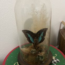 Butterfly Enclosed In Glass 