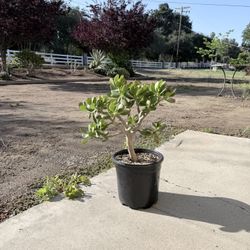 Jade Plant 