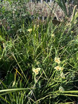 Dietes bicolor