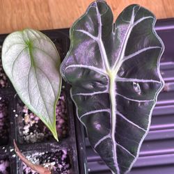 Alocasia Polly and Silver Dragon - 2 Plants