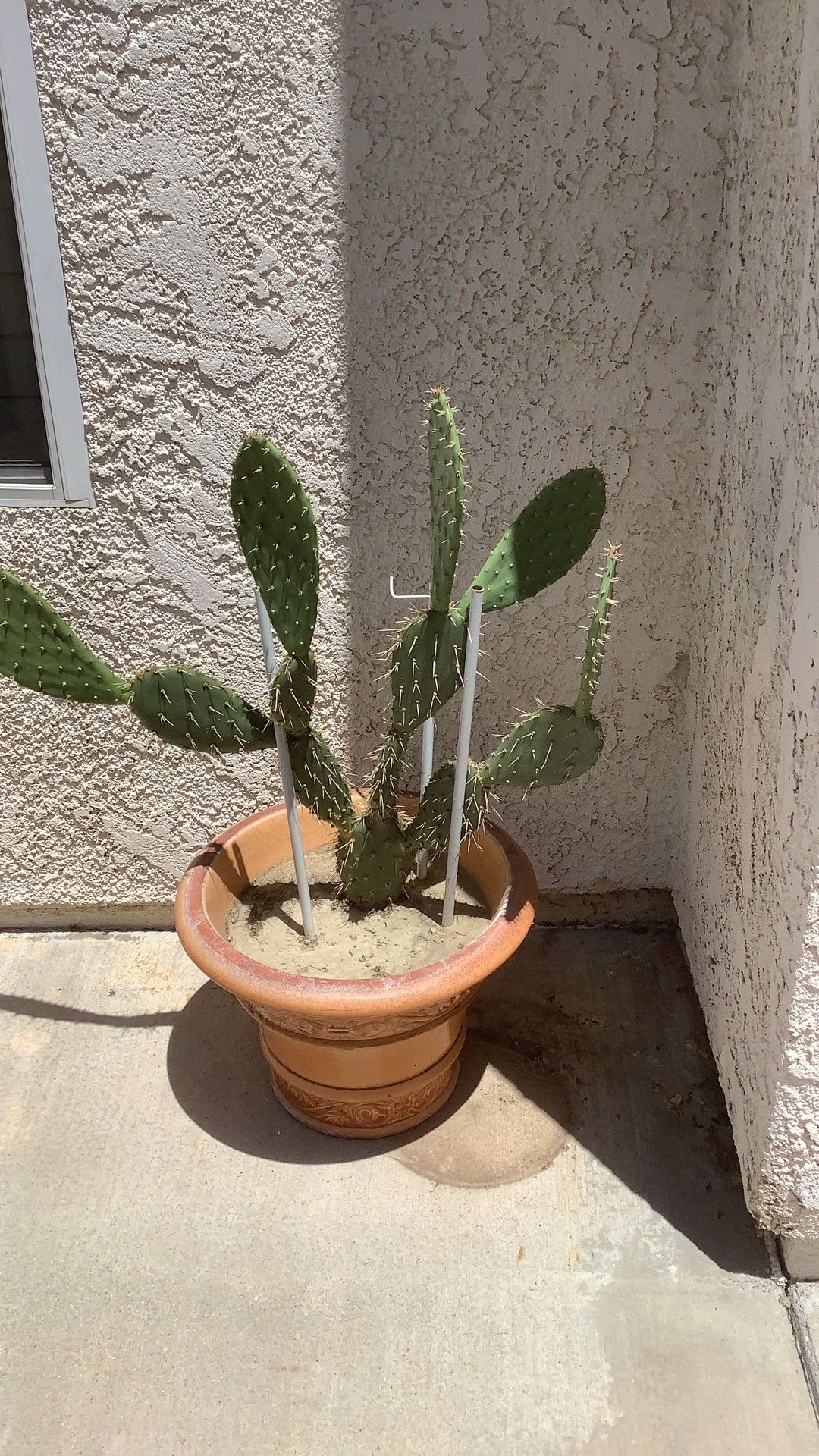 Cactus in pot