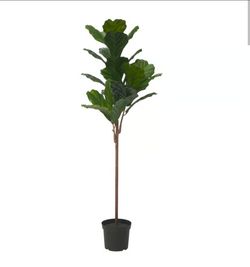 Fiddle Leaf Plant - Artificial