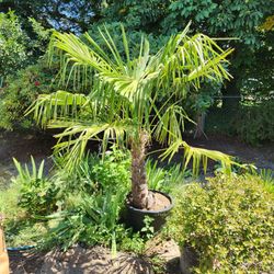 Windmill Palm Tree 6 feet