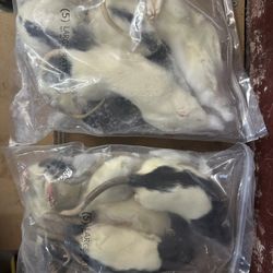 Large Frozen Rats