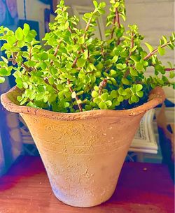 Succulent plant