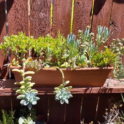 A Planter Full Of Various Succulents