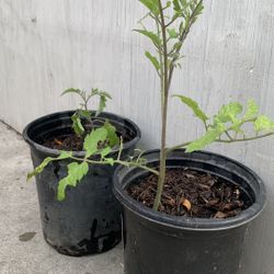 Tomato Plant Cà Chua 5$ /pot