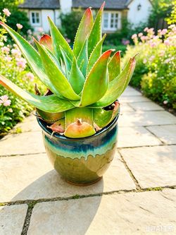 2 Aloe Vera Plant in Glazed Ceramic Pots