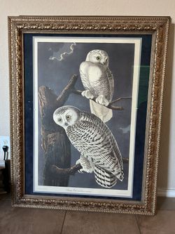 Beautiful Framed Snowy Owls Print