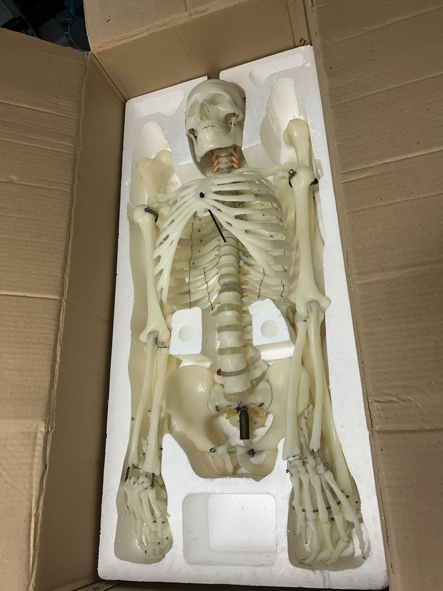 Skeleton 🩻 Display