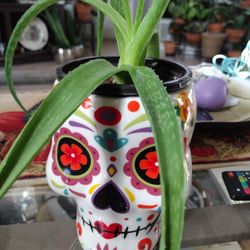 6' Sugar Skull Pot Mug With Allovera