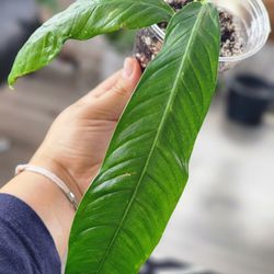 Philodendron Campii 