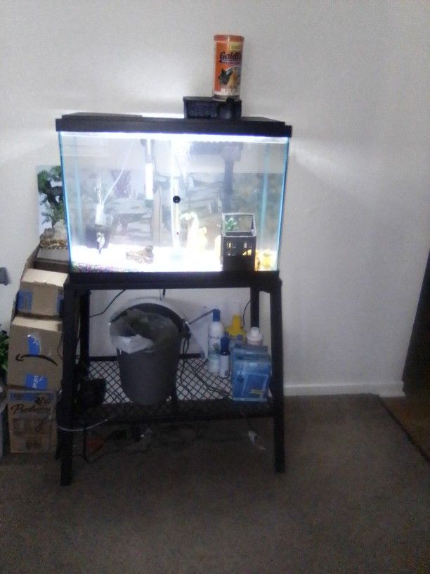 Fish Tank And Fish