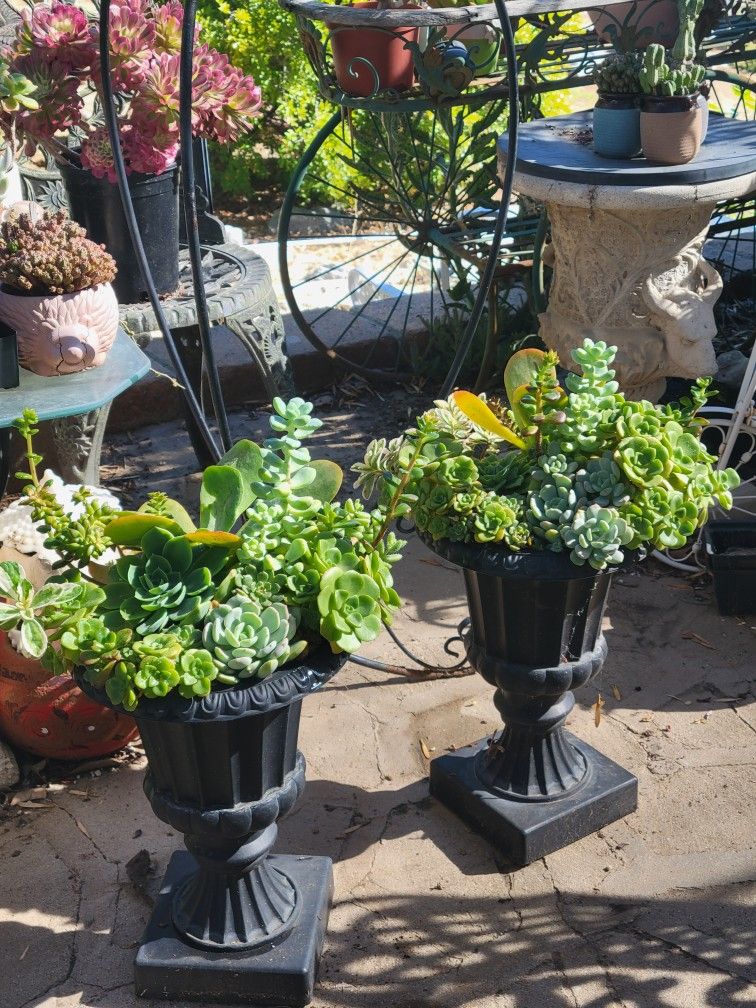 Beautiful Assortment Of Succulents In Lovely Urn Pots