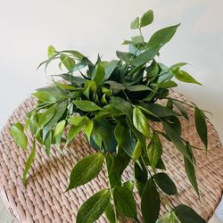 Hoya Fishtail Plants