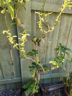 Rare Color Trumpet Tree