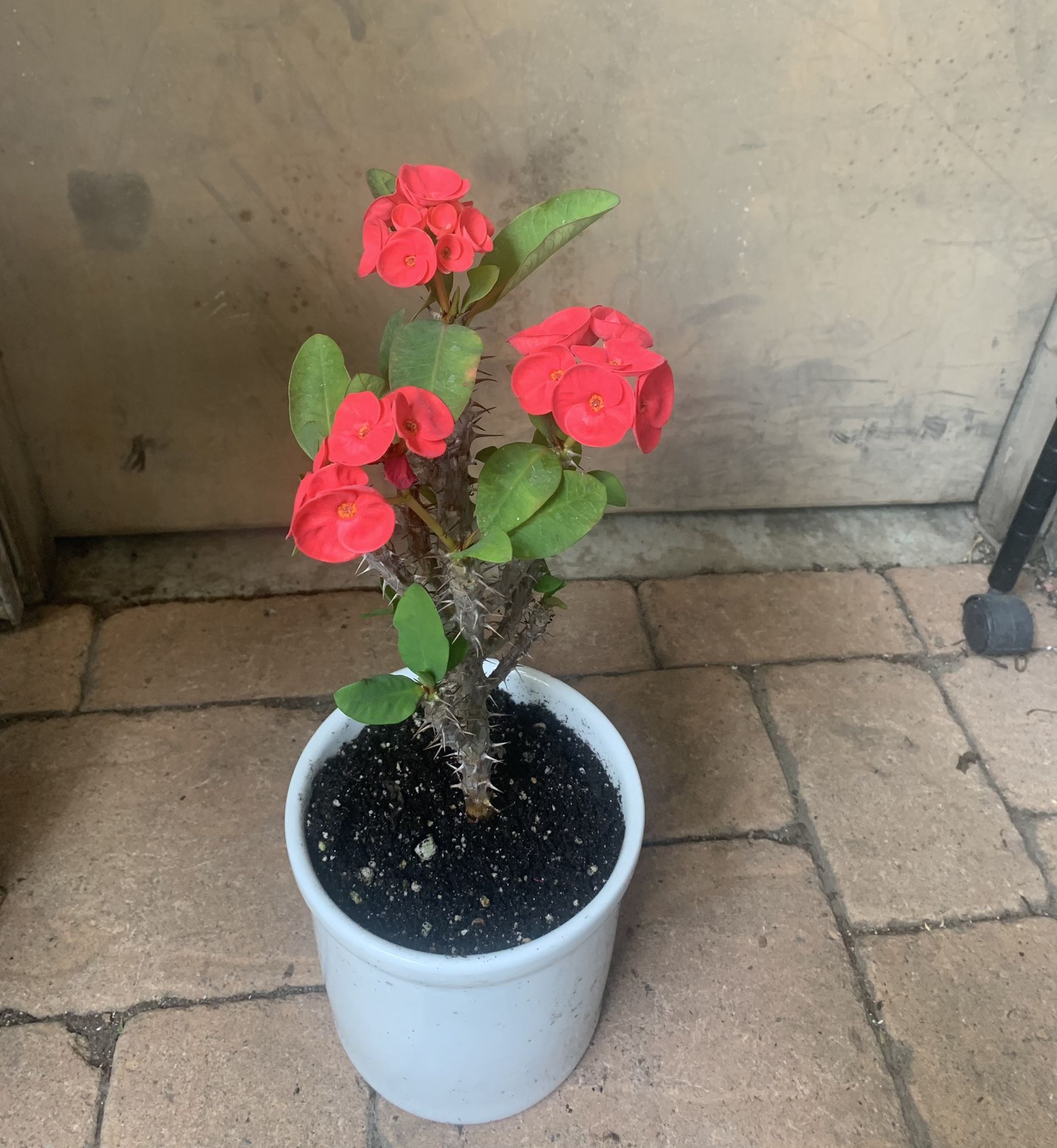 Beautiful Red Crown Off Torn In Ceramic Pot 19 Inch Tall 